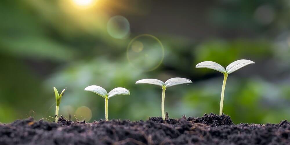 Small trees of different sizes growing on green background concept of caring for the environment and world environment day.