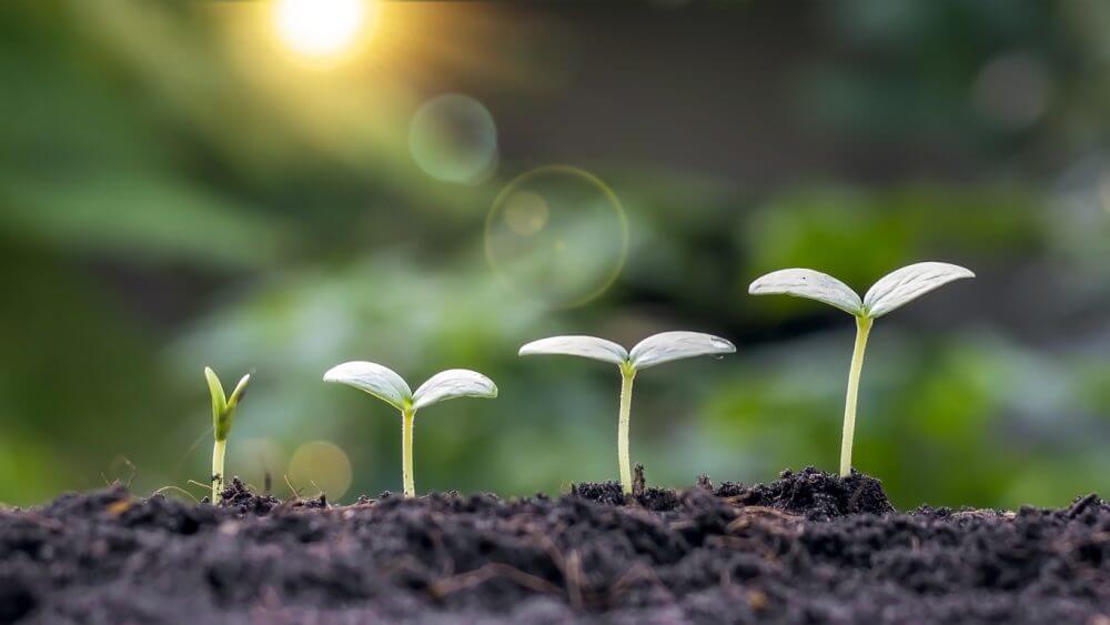 Small trees of different sizes growing on green background concept of caring for the environment and world environment day.